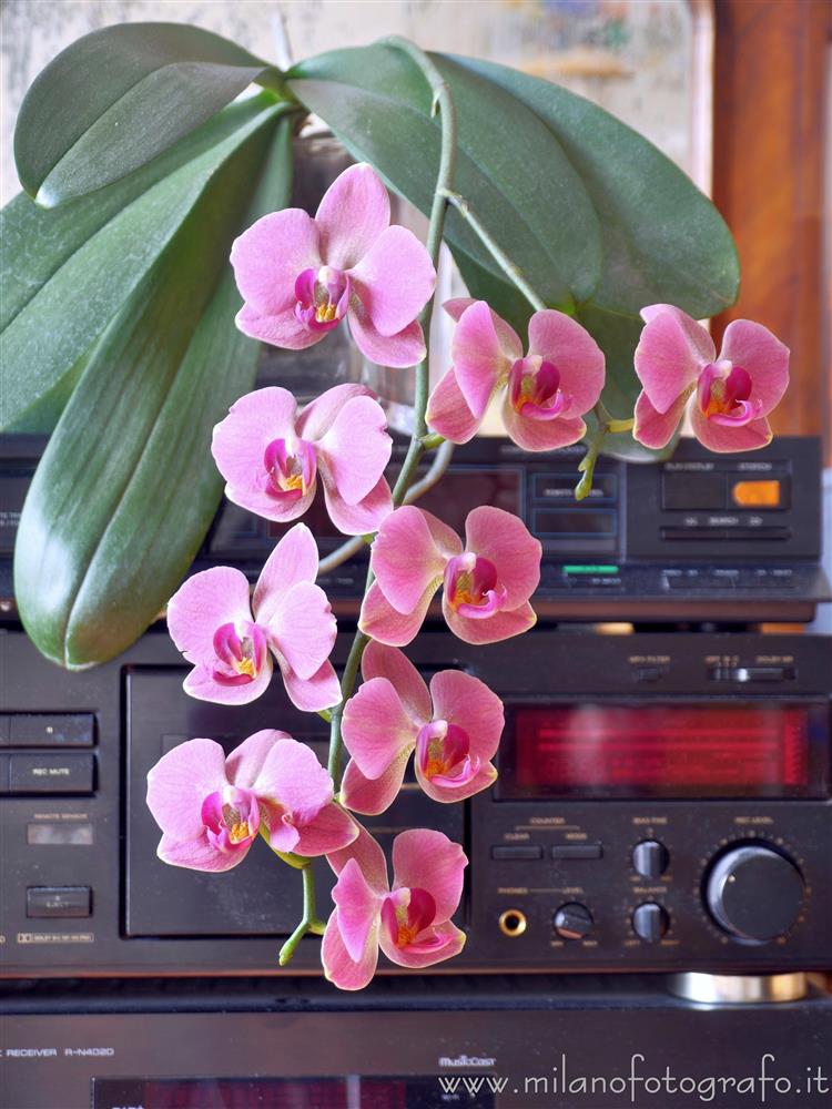 Milano - La fioritura della mia Phalaenopsis nel 2025